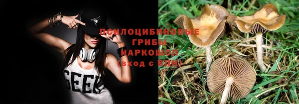 крисы Аркадак